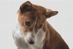 (image for) Basenji